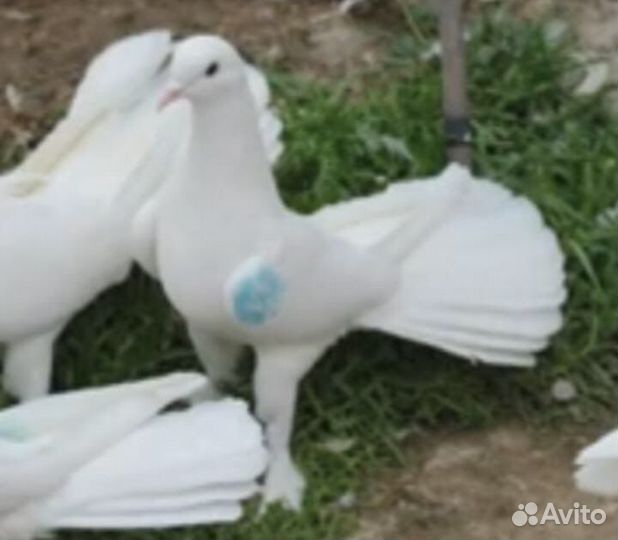Продажа бакинских голубей