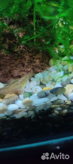 Теодоксус улитка