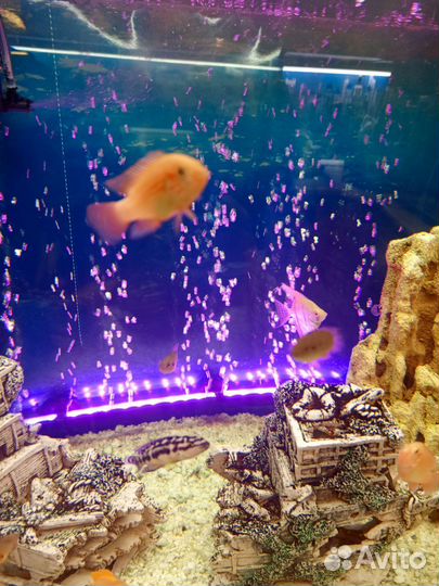 Хромис красавец