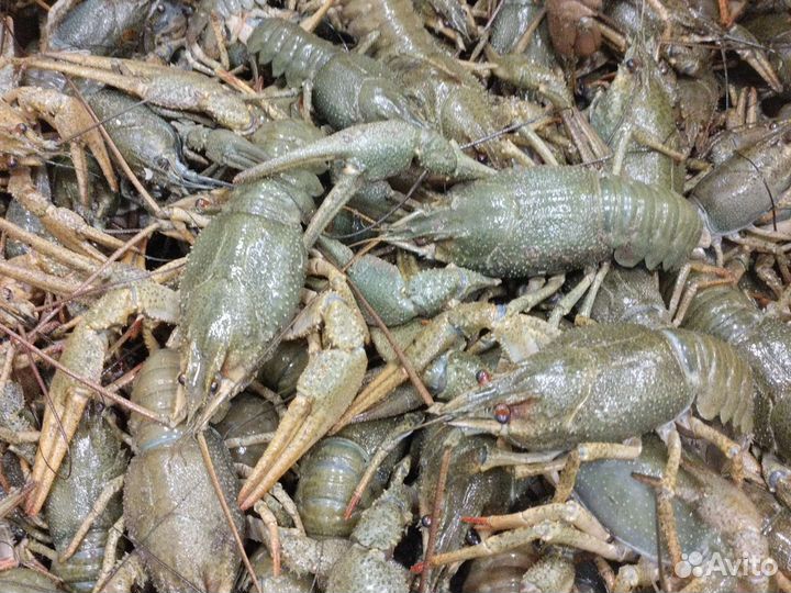 Раки живые речные