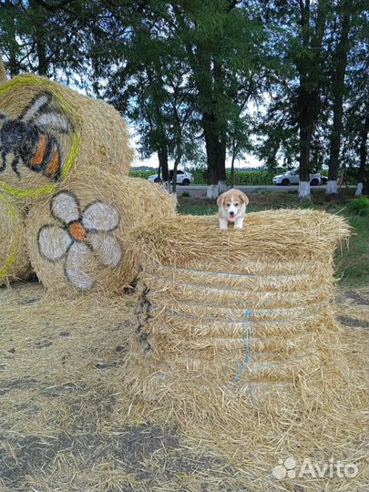 Щенок корги