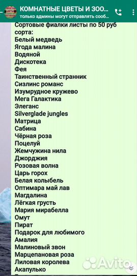 Сортовые фиалки листы