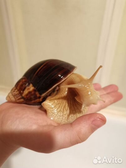 Улитки ахатины бесплатно