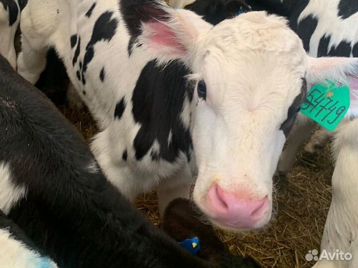 Телята бычки