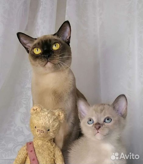 Котята европейской бурмы