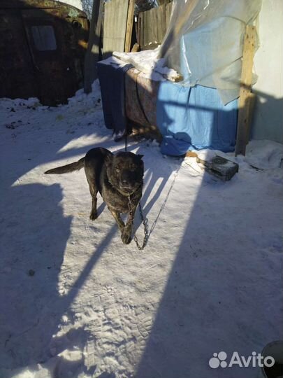 Отдам собаку, мастиф, лайка, разные