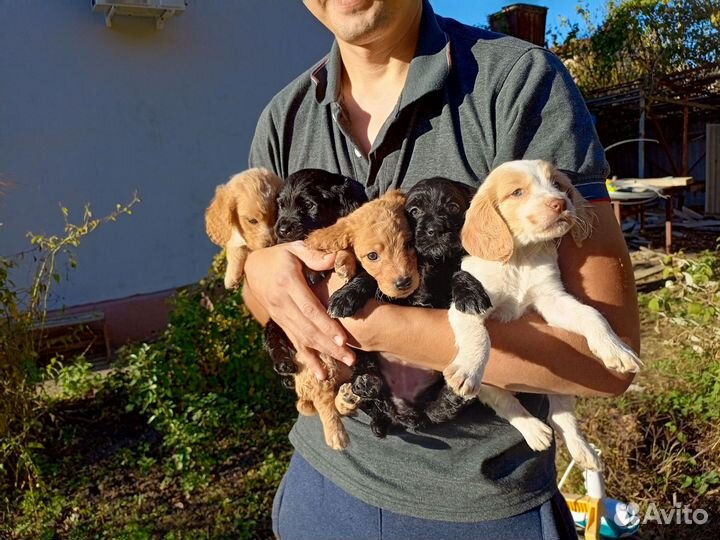 Русский охотничий спаниель щенки