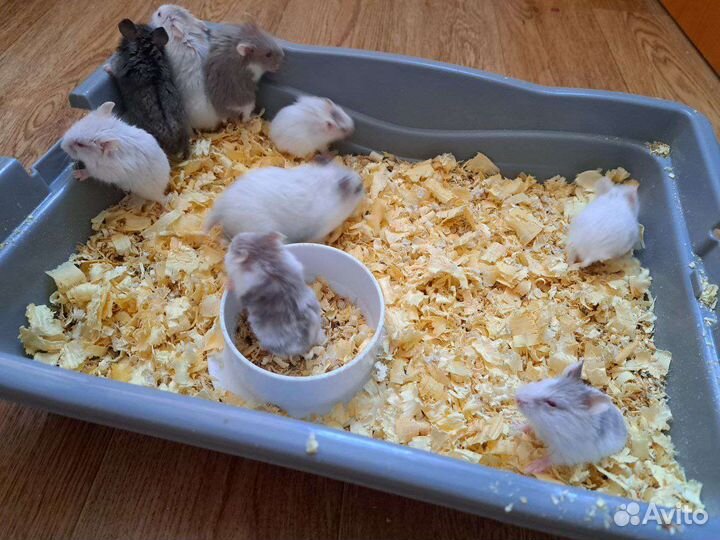 Джунгарский хомяк