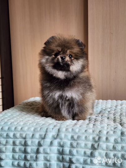 Померанский шпиц