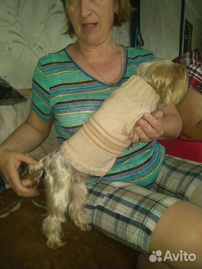 Тёплая вязанная одежда для питомцев