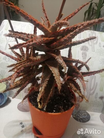 Суккуленты часть 2