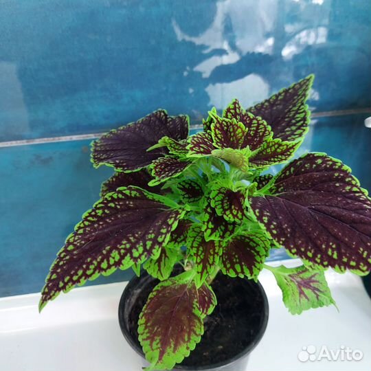 Черенки цветов