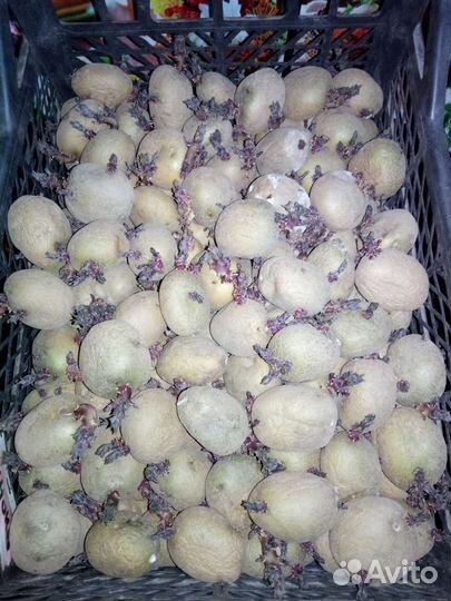 Семенной картофель