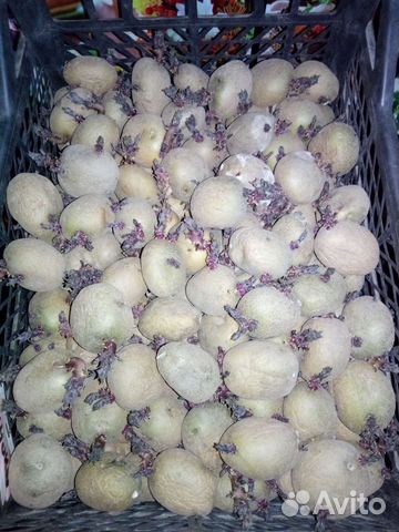 Семенной картофель