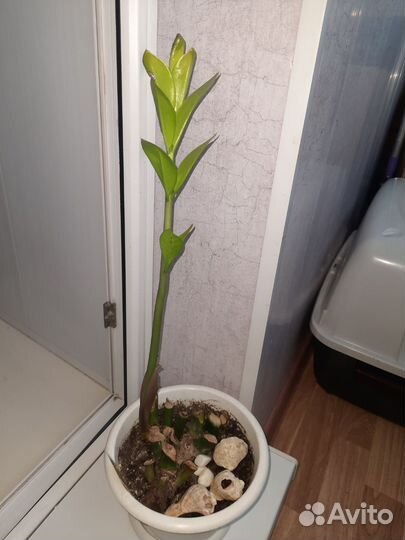 Замиокулькас