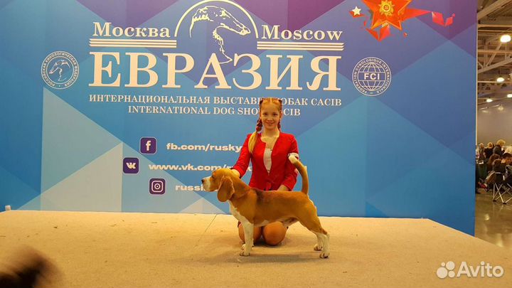 Бигль (вязка)