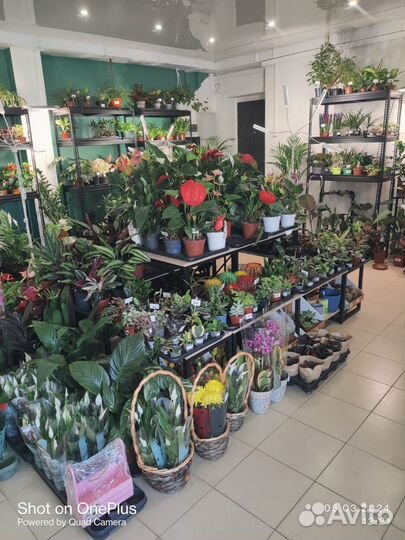 Комнатные домашние растения большие цветы