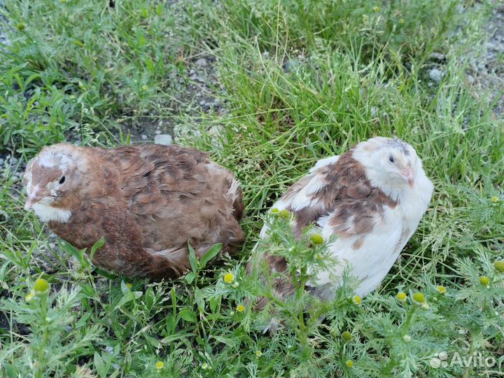 Перепела инкубационное яйцо