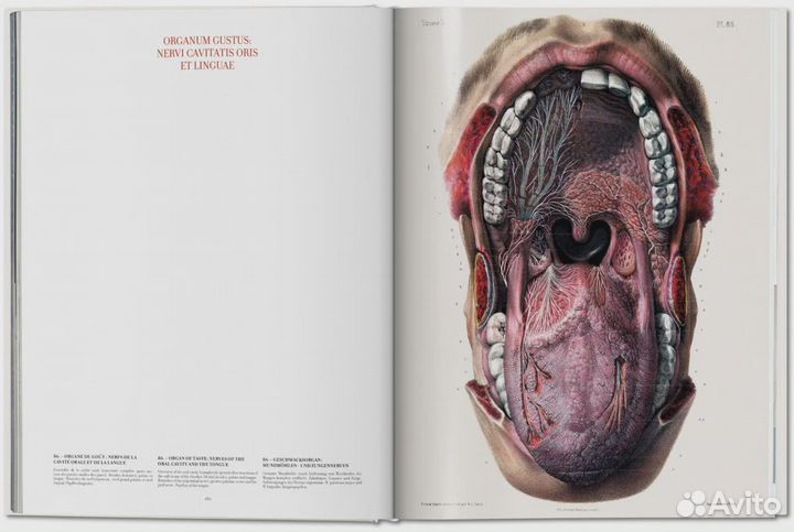 Atlas of Human Anatomy and Surgery XL