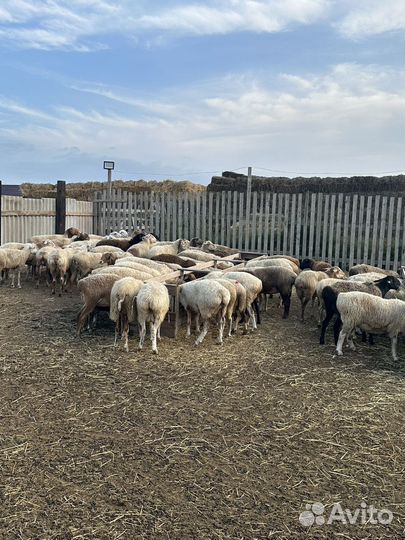 Овцы