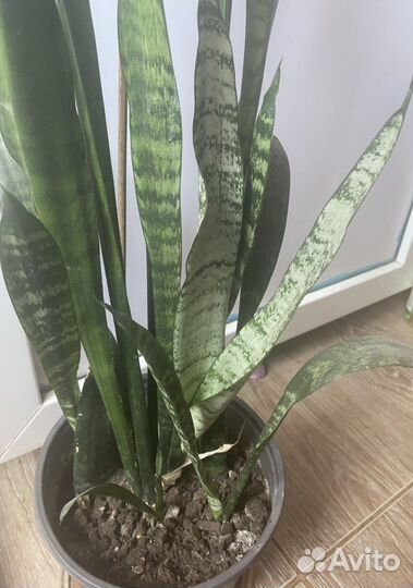 Сансевиерия