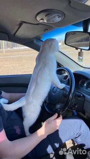 Шотландский вислоухий кот для вязки