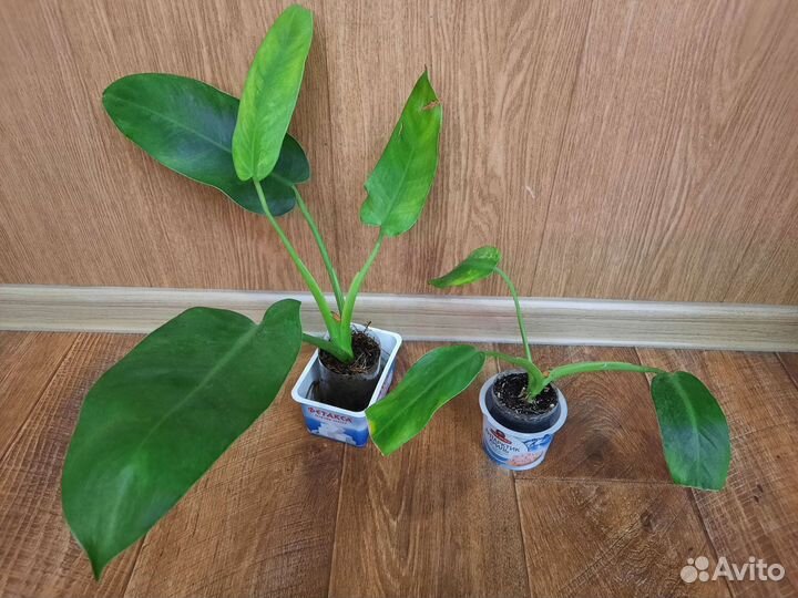 Филодендроны