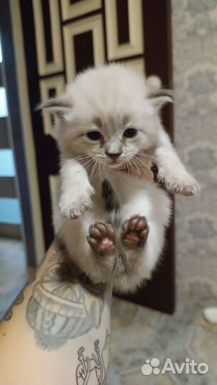 Американский керл котята