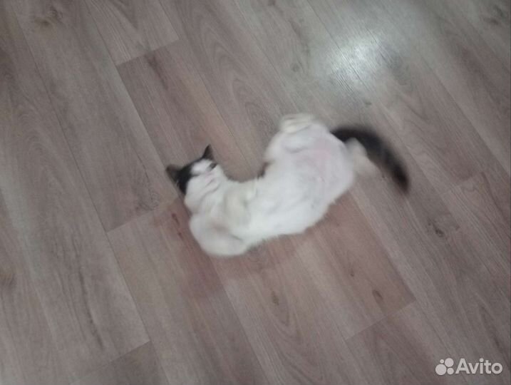 Новосибирская черно-белая