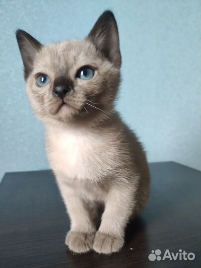 Тонкинские котята