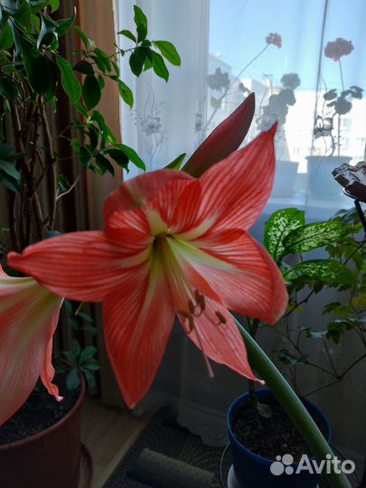 Гиппеаструм оранжевый