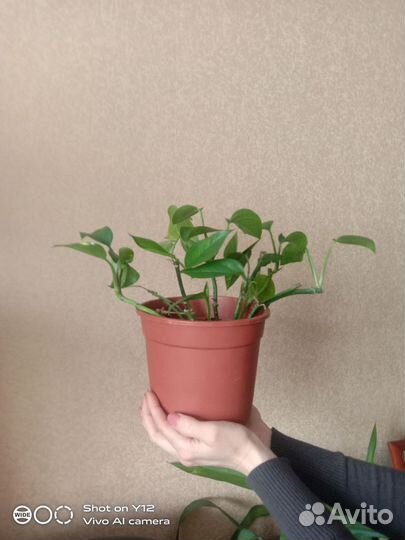 Сциндапсус