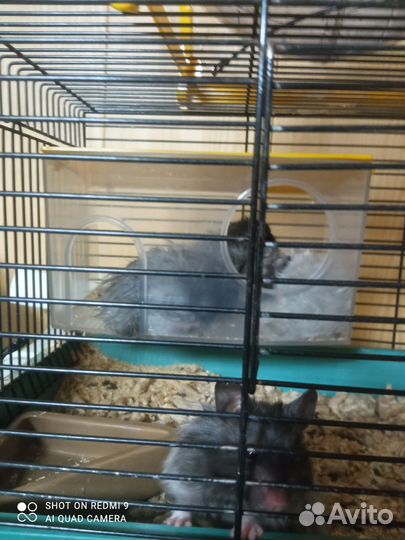 Продаются красивые хомячки