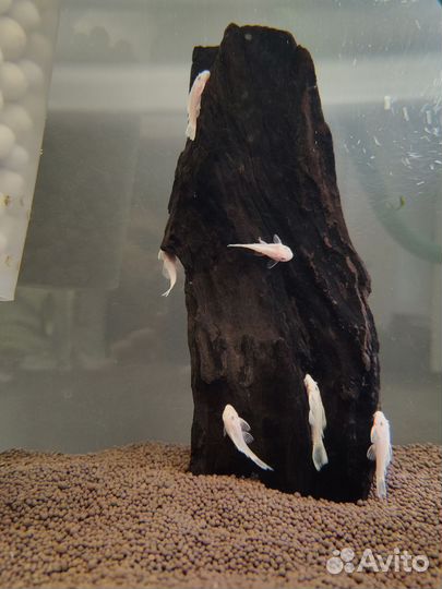 Анциструсы, номерные сомики (L-сомы)