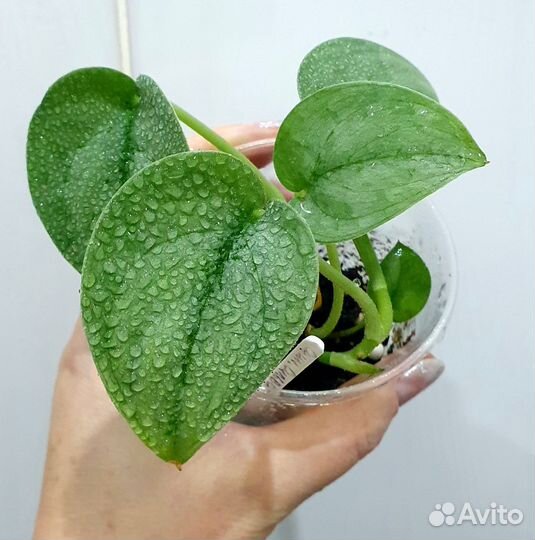 Сциндапсусы сортовые