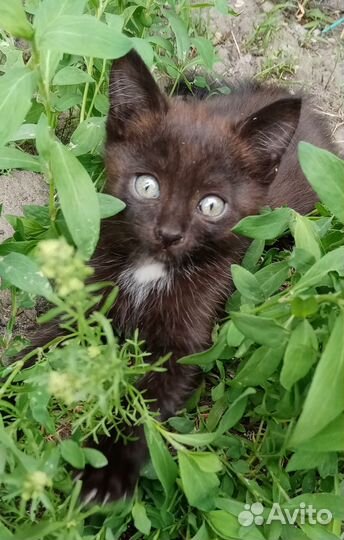 Котята в добрые руки мальчики