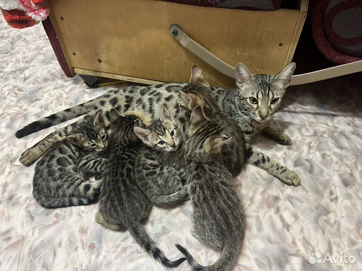Бенгальские котята