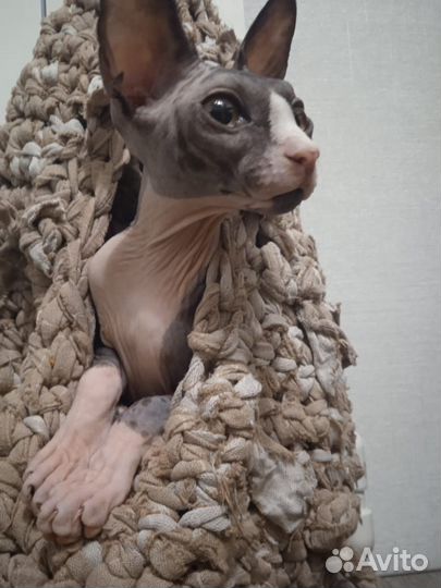 Канадский сфинкс