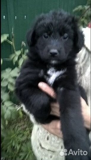 Щенки в добрые руки