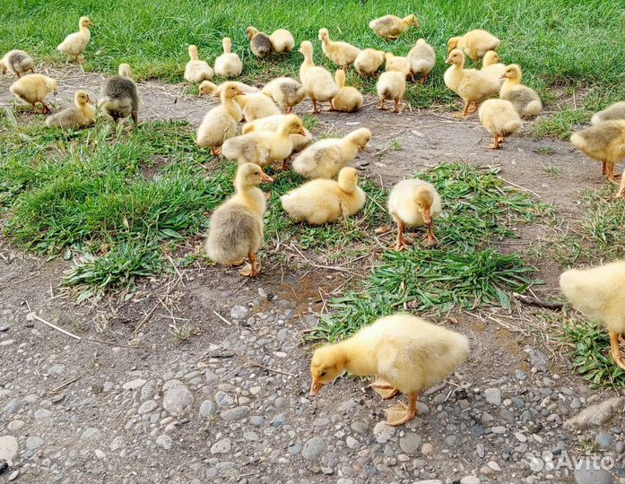 Гусята подрощенные