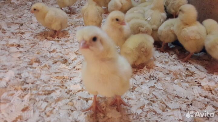 Цыплята: бройлеров. Спецкорма