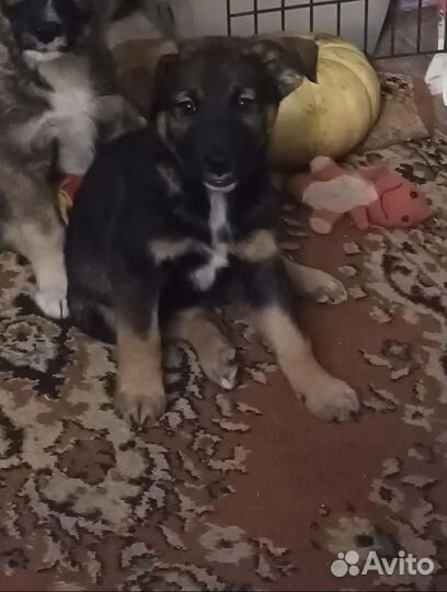 Помеченный крестом умный овчаристого типа щенок