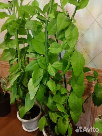 Педилантус