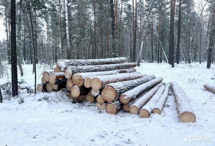 Пиловочник сосна