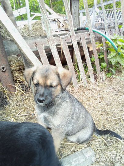 Щенки компактные, коротколапые