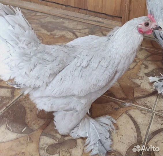 Куры мильфлёр