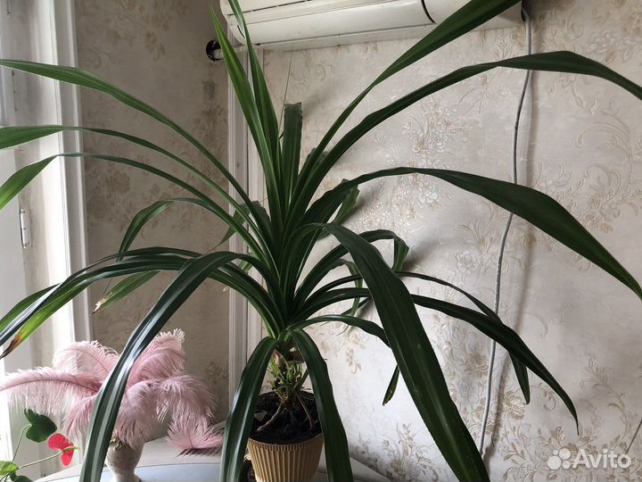 Пальма панданус (торг)