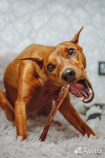 Лакомства для собак Бычий корень Лëгкое сушёные