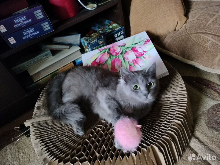 Кошка ищет дом