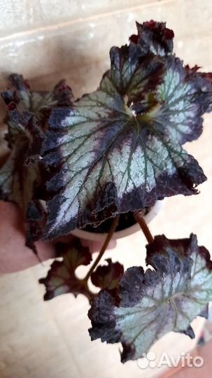 Бегония Ds Teddi